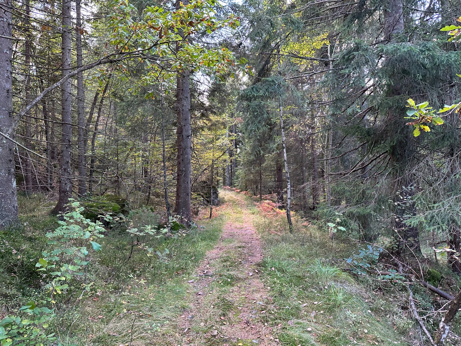 På vei til Steinsvann