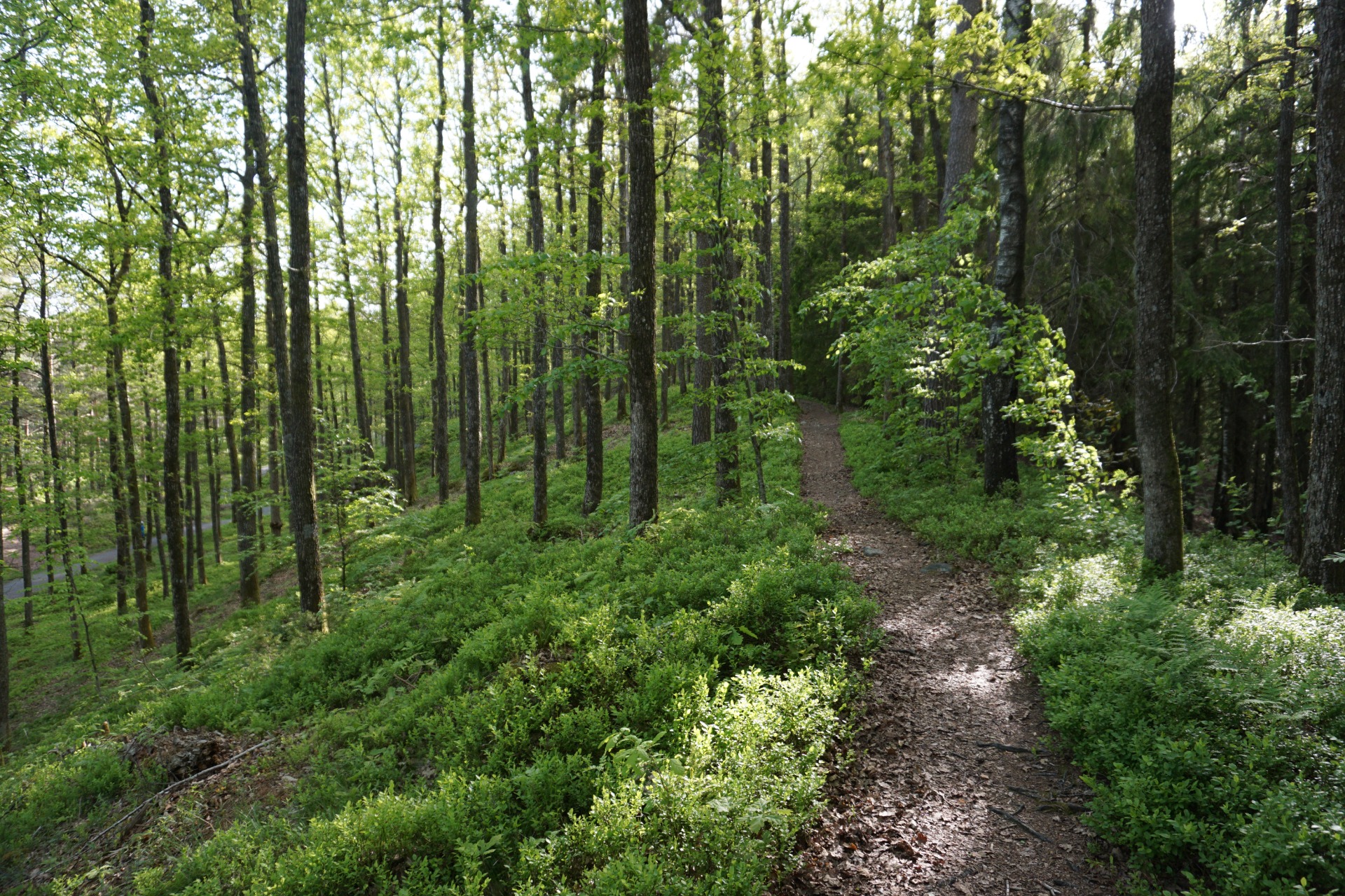 Følg moreneryggen til endes