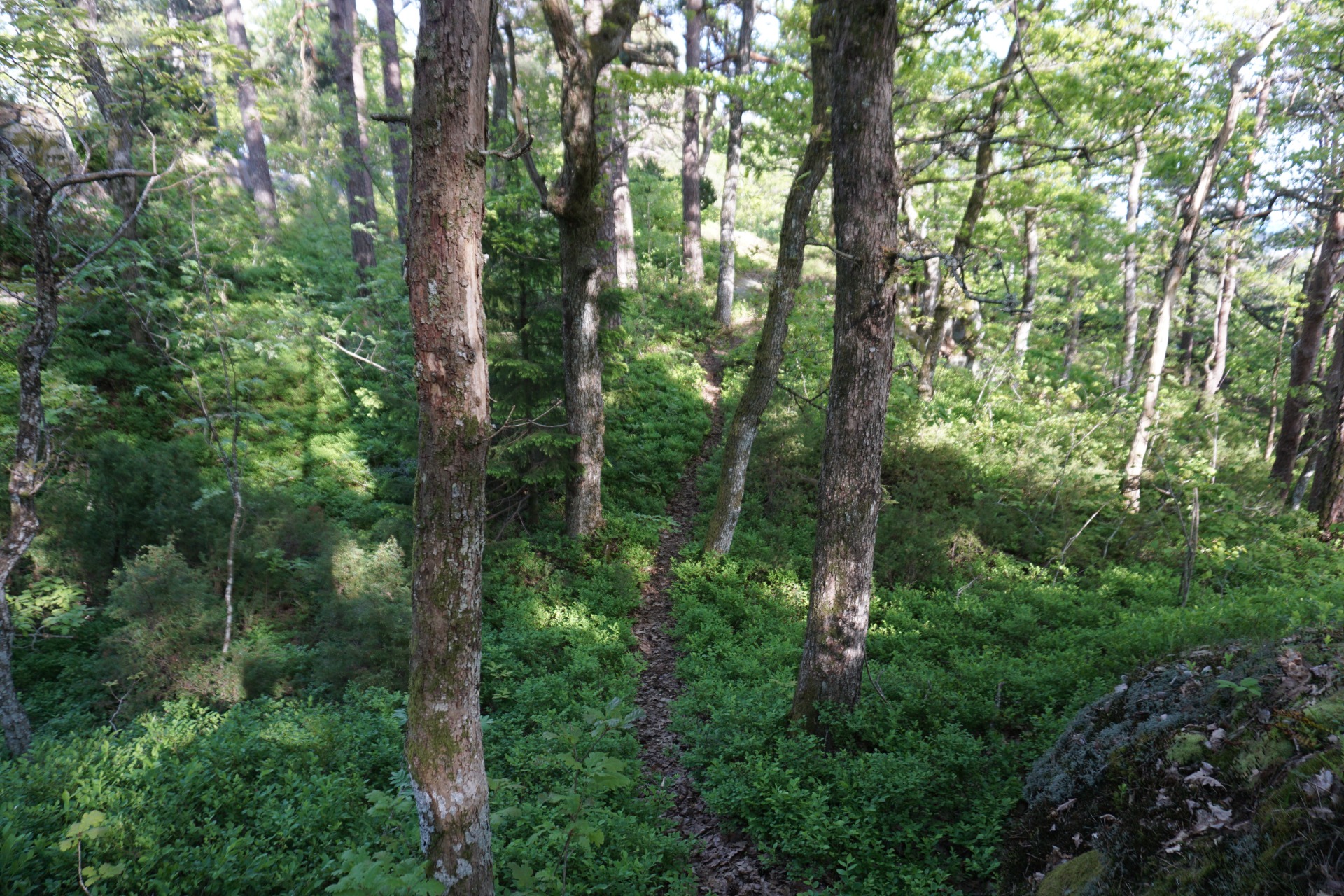 Følg smal sti på vei ut åsryggen