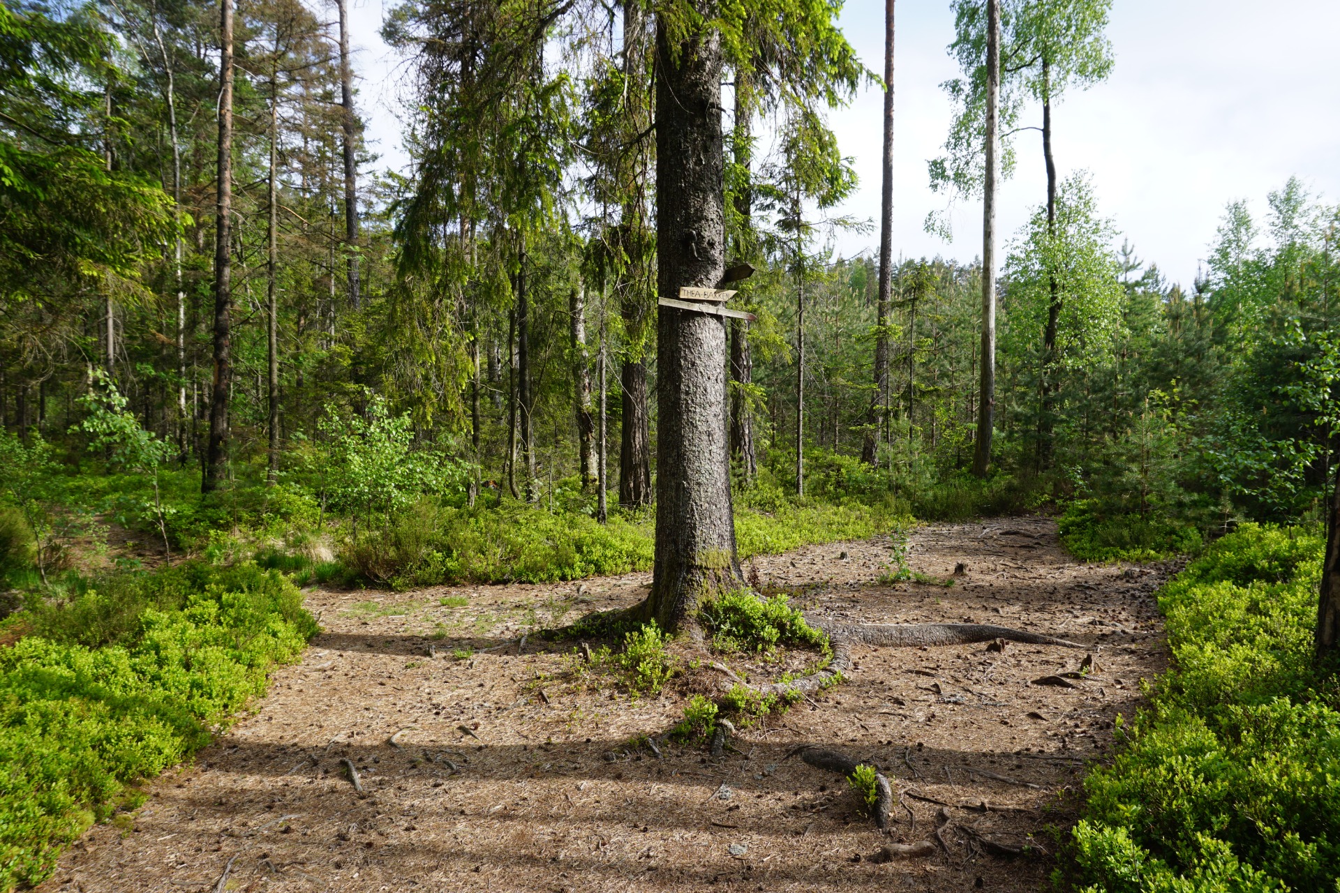 Ved 6.15 km. Ta til h.