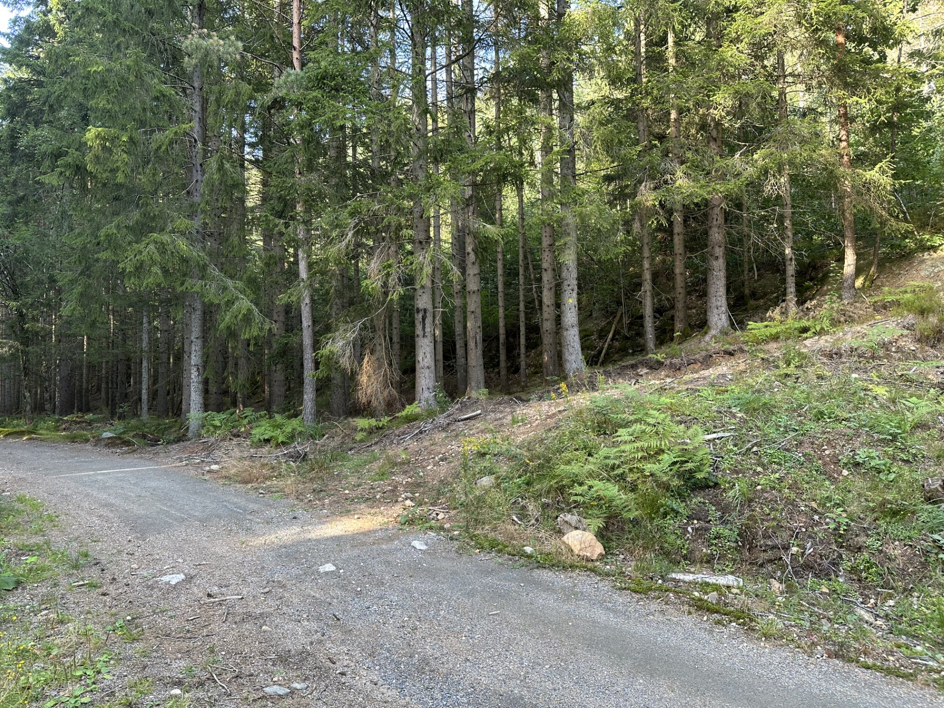 Veidele 6,1 km